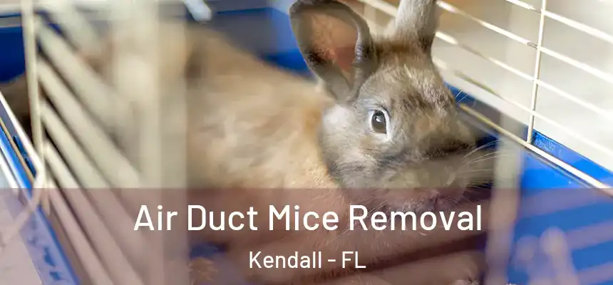  Air Duct Mice Removal Kendall - FL